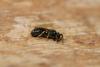 Hylaeus dilatatus
